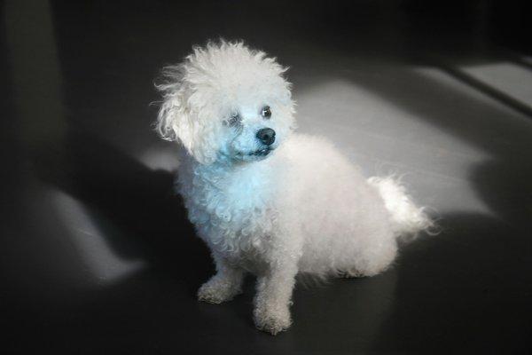 Chiens au bureau : gadget RH ou vrai benefice ?